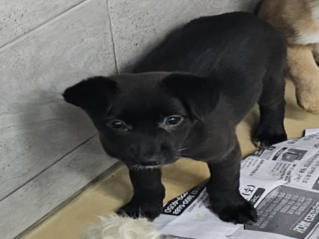 원주시동물보호센터_442419202400772
